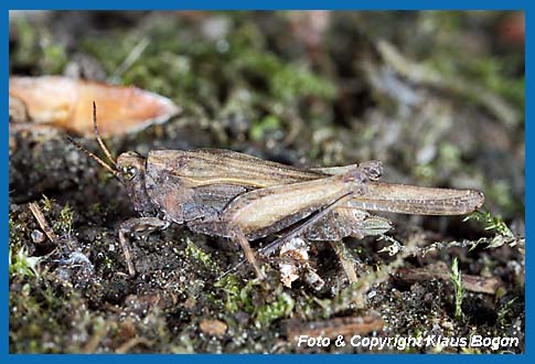 Sbeldornschrecke, Tetrix subulata