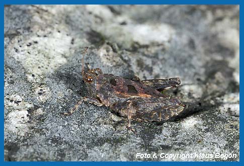 Zweipunkt-Dornschrecke, Tetrix bipunctata