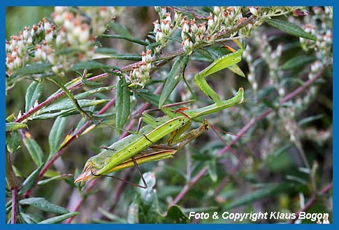 Gottesanbeterin Mantis religiosa, Mnnchen und Weibchen kopulieren.