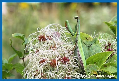 Gottesanbeterin, Mantis religiosa lauert auf Beute.