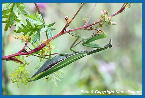 Gottesanbeterin, Mantis religiosa