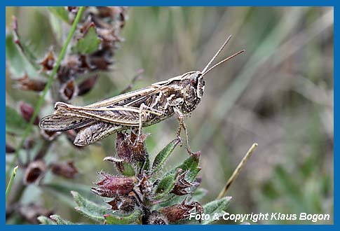 Brauner-Grashpfer Chorthippus brunneus, Weibchen