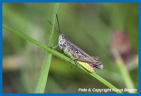 Brauner-Grashpfer Chorthippus brunneus, Mnnchen