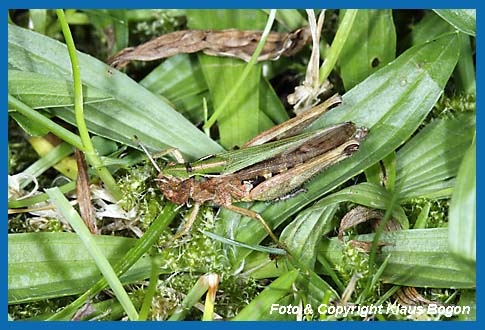 Bunter Grashpfer  Omocestus viridulus, Weibchen