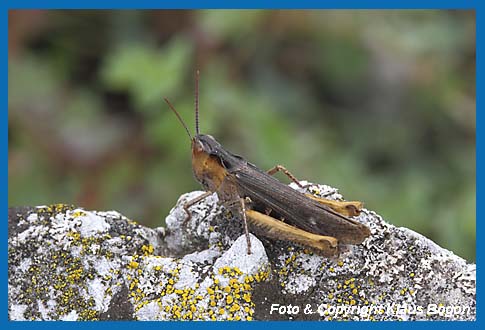 Bunter Grashpfer  Omocestus viridulus, Weibchen