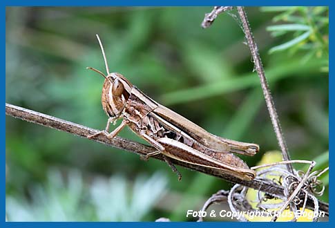 Dickkopf-Grashpfer Euchorthippus declivus, Weibchen