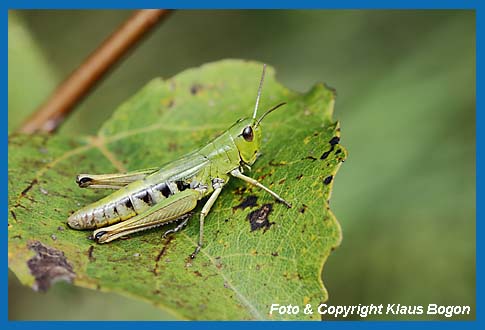 Gemeiner Grashpfer Chorthippus parallelus, Weibchen