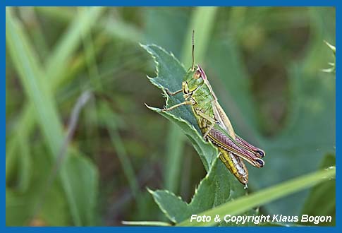 Gemeiner Grashpfer Chorthippus parallelus, Weibchen