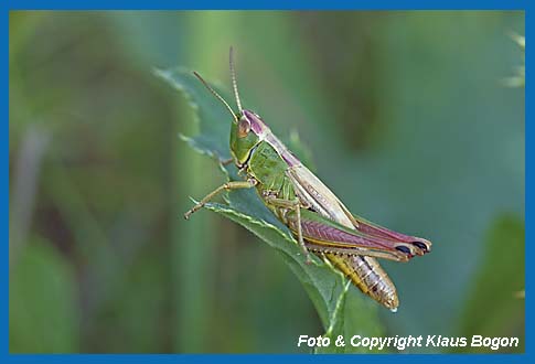 Gemeiner Grashpfer Chorthippus parallelus, Weibchen