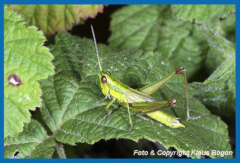 Kleine Goldschrecke Chrysochraon brachyptera, Mnnchen