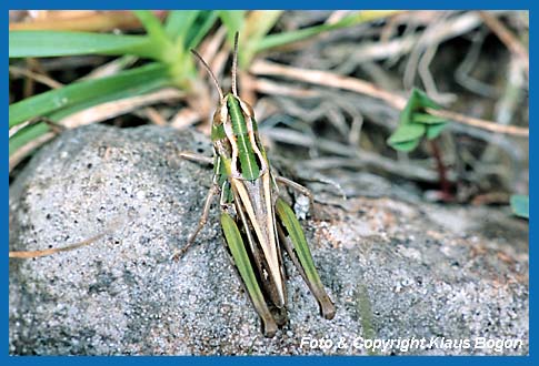 Kleiner Heidegrashpfer Stenobothrus stigmaticus, Weibchen