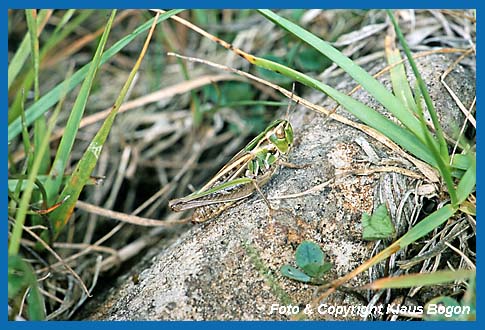 Kleiner Heidegrashpfer Stenobothrus stigmaticus, Weibchen