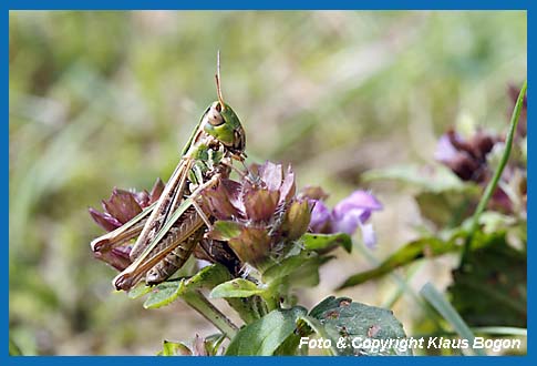 Kleiner Heidegrashpfer Stenobothrus stigmaticus, Weibchen