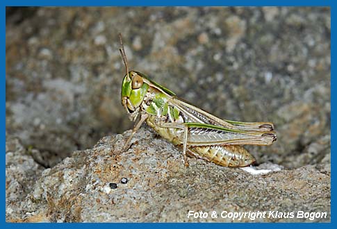 Kleiner Heidegrashpfer Stenobothrus stigmaticus, Weibchen