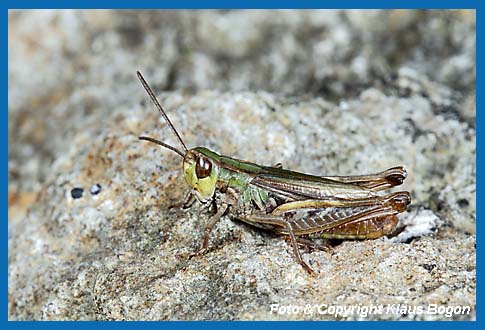 Kleiner Heidegrashpfer Stenobothrus stigmaticus, Mnnchen