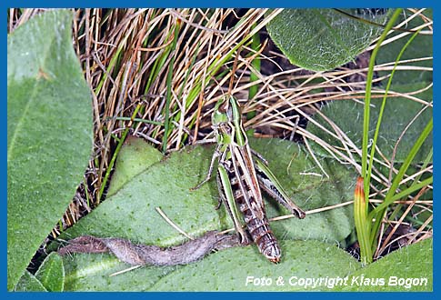 Schwarzfleckiger Grashpfer Stenobothrus nigromaculatus, Weibchen