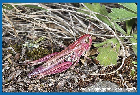 Schwarzfleckiger Grashpfer Stenobothrus nigromaculatus, Weibchen in der roten  Farbvariante.