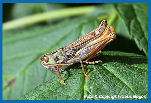 Schwarzfleckiger Grashpfer Stenobothrus nigromaculatus, Mnnchen