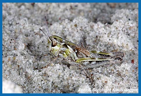 Gefleckte Keulenschrecke Myrmeleotettix maculatus, Larve