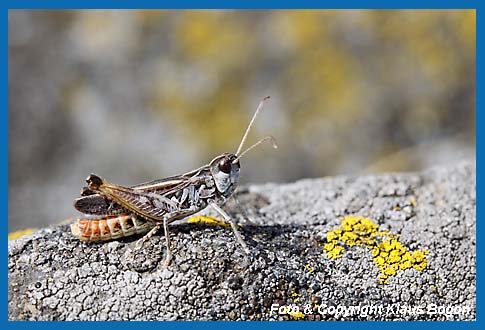 Gefleckte Keulenschrecke Myrmeleotettix maculatus, Mnnchen