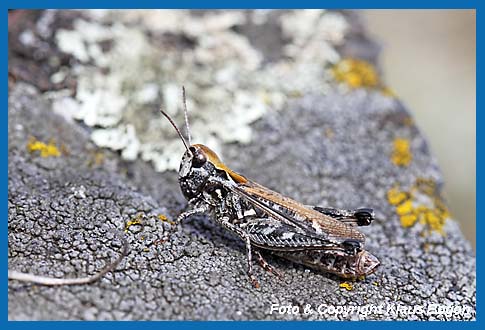 Gefleckte Keulenschrecke Myrmeleotettix maculatus, Weibchen