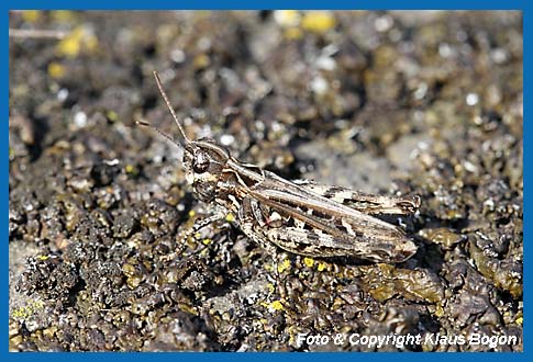 Gefleckte Keulenschrecke Myrmeleotettix maculatus, Weibchen