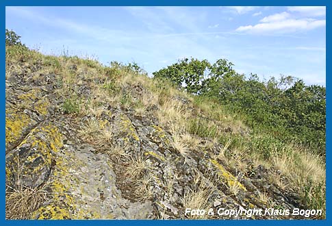 Basaltkuppe, Lebensraum der Gefleckte Keulenschrecke .