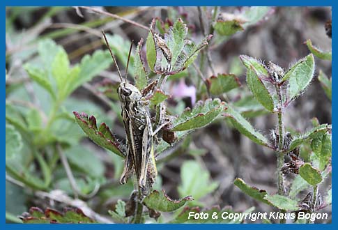 Rotleibiger Grashpfer  Omocestus haemorrhoidalis, Mnnchen