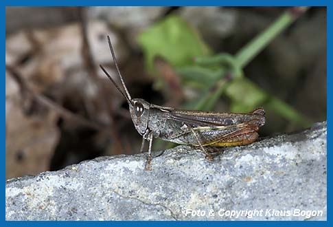 Steppengrashpfer Chorthippus vagans, Mnnchen