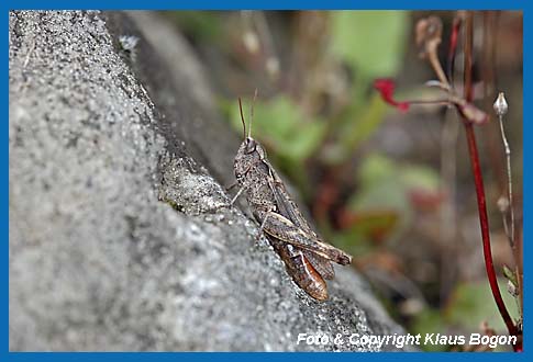 Steppengrashpfer Chorthippus vagans, Weibchen