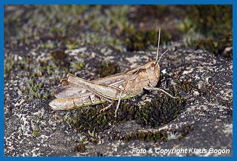 Verkannter Grashpfer Chorthippus mollis, Weibchen