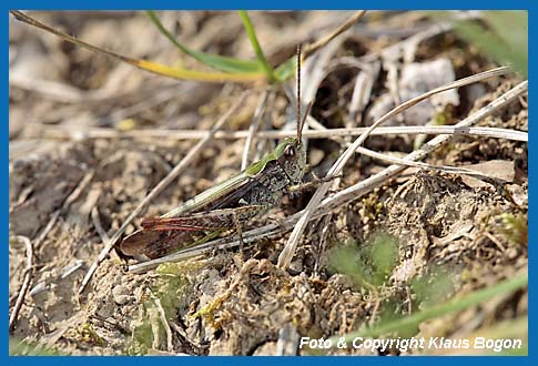 Verkannter Grashpfer Chorthippus mollis, Mnnchen