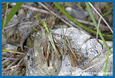 Verkannter Grashpfer Chorthippus mollis, Kopulation