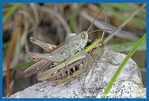 Verkannter Grashpfer Chorthippus mollis, Kopulation