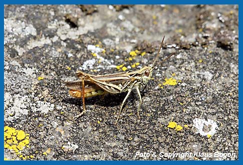 Verkannter Grashpfer Chorthippus mollis