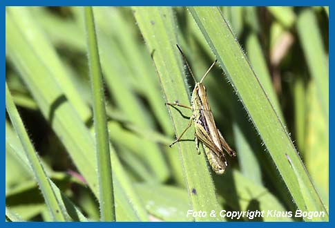 Weirandiger-Grashpfer, Chorthippus albomarginatus