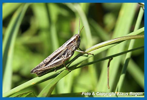 Weirandiger-Grashpfer  Chorthippus albomarginatus, Weibchen