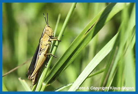 Weirandiger-Grashpfer  Chorthippus albomarginatus, Weibchen