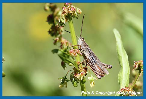 Wiesengrashpfer Chorthippus dorsatus. Mnnchen