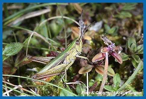 Wiesengrashpfer Chorthippus dorsatus. Mnnchen