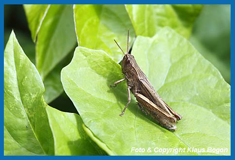 Wiesengrashpfer,Chorthippus dorsatus, Weibchen