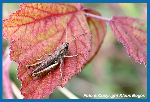 Wiesengrashpfer Chorthippus dorsatus. Mnnchen