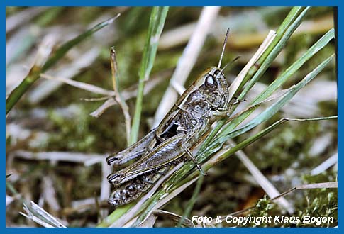 Zwerggrashpfer Stenobothrus crassipes Weibchen