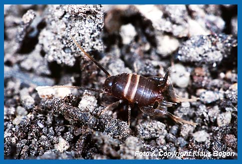 Ameisengrille, Myrmecophila acervorum