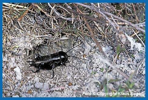 Feldgrille Gryllus campestris Larve am Hhleneingang.