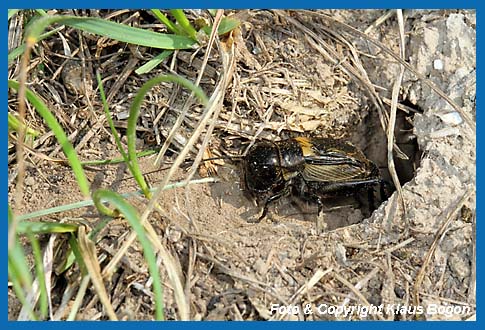 Feldgrille Gryllus campestris Mnnchen am Hhleneingang.