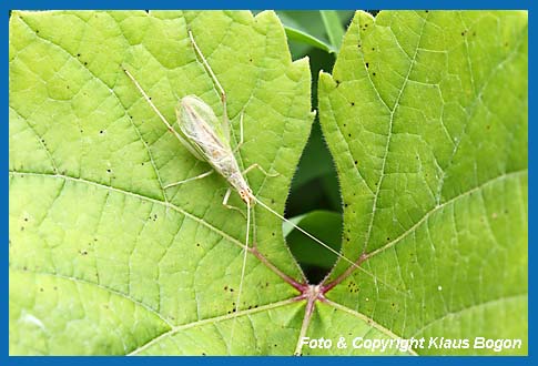 Weinhhnchen  Oecanthus pellucens, Mnnchen