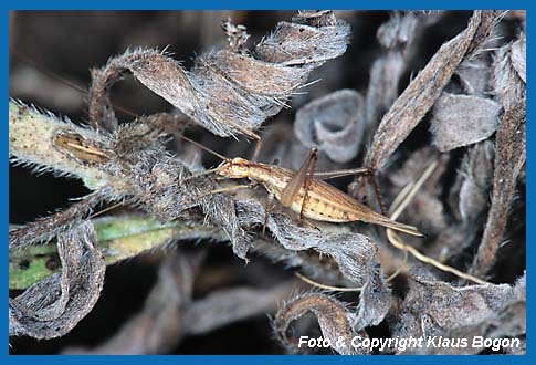 Weinhhnchen  Oecanthus pellucens, Weibchen 