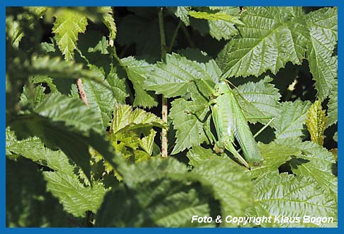 Grnes Heupferd, Tettigonia viridissima, Weibchen mit Spermatophore sonnt sich auf der Seite liegend.