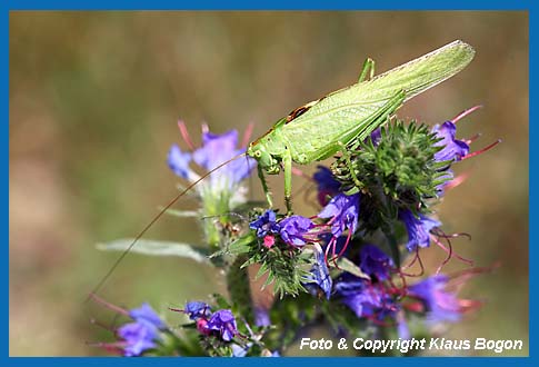 Grnes Heupferd, Tettigonia viridissima Weibchen auf den Blten des Blauen Natternkopf.